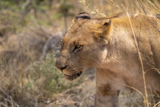 Lion (Panthera leo), Xakanaxa, Moremi Game Reserve, Botswana