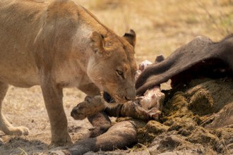 Kill, lion (Panthera leo) eating buffalo, Xakanaxa, Moremi Game Reserve, Botswana