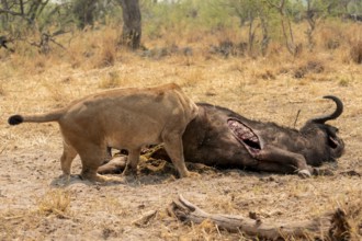 Funny, Kill, Lion (Panthera Leo) eats buffalo, Xakanaxa, Moremi Game Reserve, Botswana
