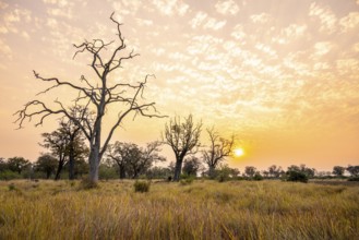 Savanna and swamp, landscape, Xakanaxa, Moremi Game Reserve, Botswana