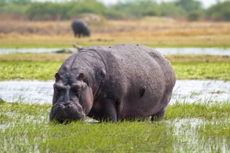 Hippopotamus (Hippopatamus amphibius) grazing, Xakanaxa, Okavango Delta, Moremi Game Reserve,