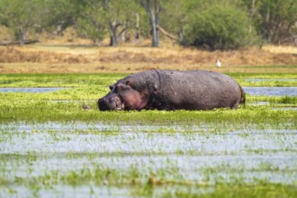 Hippopotamus (Hippopatamus amphibius) hiding in the swamp, Xakanaxa, Okavango Delta, Moremi Game
