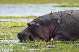 Greater hippopotamus (Hippopatamus amphibius), Xakanaxa, Okavango Delta, Moremi Game Reserve,