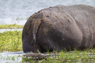 Funny, bum, bum of a hippopotamus (Hippopatamus amphibius), Xakanaxa, Okavango Delta, Moremi Game