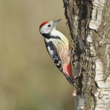 Middle spotted woodpecker (Dendrocopos medius), foraging on the trunk of a common birch (Betula