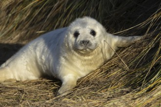 Grey seal (Halichoerus grypus) juvenile baby pup animal resting on a sand dune by a beach in