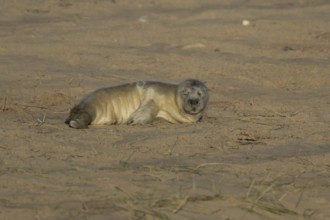 Grey seal (Halichoerus grypus) juvenile baby pup animal sleeping on a sandy beach in winter,