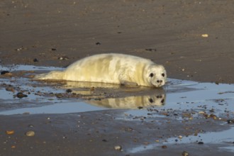 Grey seal (Halichoerus grypus) juvenile baby pup animal with its reflection in water on a beach in