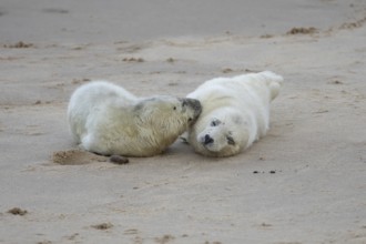 Grey seal (Halichoerus grypus) two juvenile baby pup animals on the sand of a beach in winter,