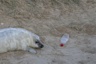 Grey seal (Halichoerus grypus) juvenile baby pup animal resting on a sand dune on a beach in winter