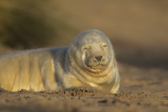 Grey seal (Halichoerus grypus) juvenile baby pup animal sleeping on a sand dune on a beach in