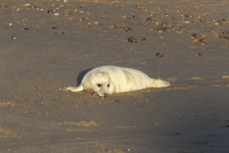 Grey seal (Halichoerus grypus) juvenile baby pup animal resting on a sandy beach in winter,