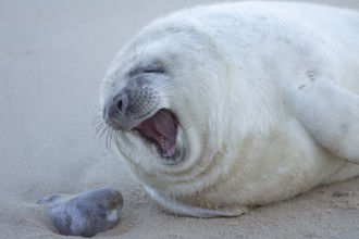 Grey seal (Halichoerus grypus) sleepy juvenile baby pup animal yawning on a sandy beach in winter,