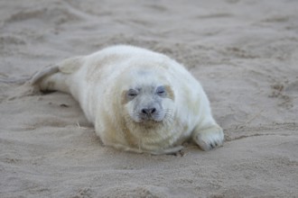 Grey seal (Halichoerus grypus) juvenile baby pup animal sleeping on a sandy beach in winter,