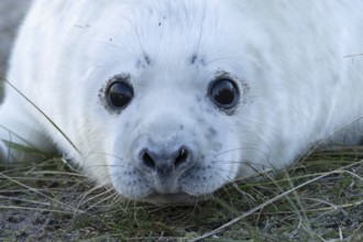 Grey seal (Halichoerus grypus) juvenile baby pup animal head portrait in winter, England, United
