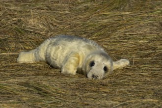 Grey seal (Halichoerus grypus) juvenile baby pup animal resting in a sand dune by a beach in