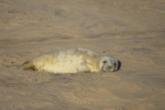 Grey seal (Halichoerus grypus) juvenile baby pup animal sleeping on a sandy beach in winter,