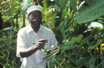 Tour guide of a spice tour, spice tour, explains different uses of plants, Zanzibar, Tanzania, June