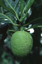 Breadfruit (Artocarpus altilis), Zanzibar, Tanzania, June 2000, vintage, retro, old, historical