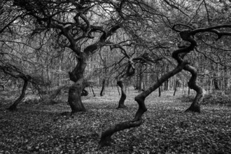 Süntelbuchen (Fagus sylvatica), cripple beeches, Hexenwald, Semper Forest Park, black and white