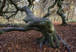 Süntelbuchen (Fagus sylvatica), cripple beeches, Hexenwald, Semper Forest Park, near Lietzow,