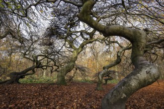 Süntelbuchen (Fagus sylvatica), cripple beeches, Hexenwald, Semper Forest Park, near Lietzow,