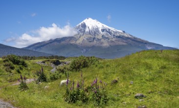 Mount Taranaki, in the foreground blooming foxglove (Digitalis purpurea) Egmont National Park,