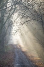 Foggy forest trail, soft sunbeams, coolly lit, flooded with light, forest, hilly path, path,