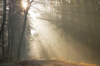 Sun rays break through foggy forest, illuminate, gentle, hilly, autumnal, path, flooded with light,