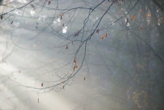 Autumn branches with wilted, brown-colored leaves in foggy forest, soft sunbeams, coolly lit,