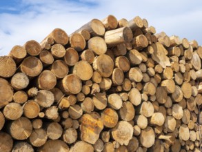 Sawn spruce logs, bark beetle wood, Germany