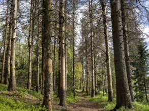 Spruce forest infested by bark beetles, tree trunks with sloping bark, Zittau Mountains, things,
