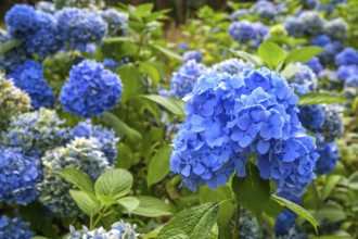 Blue hydrangea flowers, National Botanic Gardens, Kilmacurragh, Dunganstown, County Wicklow,