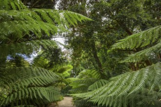 Tree Ferns, National Botanic Gardens, Kilmacurragh, Dunganstown, County Wicklow, Ireland