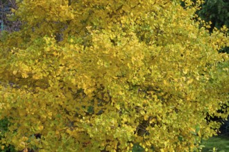 Ginkgo biloba tree (Ginkgo biloba) in autumn colour, Eckental, Middle Franconia, Bavaria, Germany