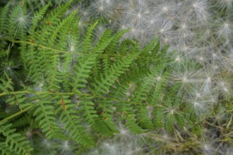 Fern and white fluffy seeds, Killary fjord viewpoint, Bundorragha, County Mayo, Ireland