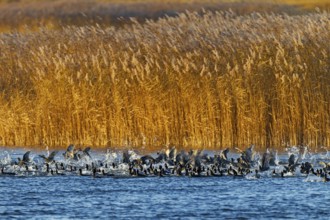 Coots (Fulica atra) fleeing from a white-tailed eagle, panic, fear, flock of birds, Germany