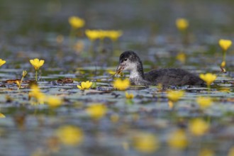 A juvenile coot (Fulica atra) foraging among flowering water lilies, yellow, coloured, Germany