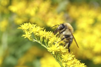 Field bumblebee (Bombus pascuorum), collecting nectar on a Solidago canadensis (Solidago