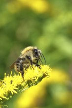 Field bumblebee (Bombus pascuorum), collecting nectar on a Solidago canadensis (Solidago