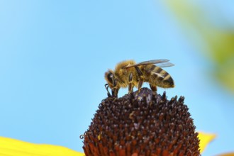 European honey bee (Apis mellifera), collecting nectar from a flower of the yellow coneflower