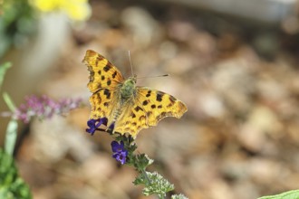 C-moth (Polygonia C-album), on butterfly bush (Buddleja davidii), close-up, macro photo, Wilnsdorf,