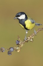 Great tit (Parus major), sitting on a branch in a blackthorn bush, (Prunus spinosa), sloes, with