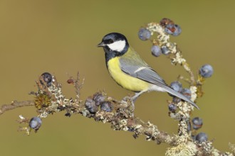 Great tit (Parus major), sitting on a branch in a blackthorn bush, (Prunus spinosa), sloes, with