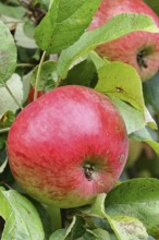 Apple (Malus domestica), red apple, ripe fruit on an apple tree, Wilnsdorf, North Rhine-Westphalia,
