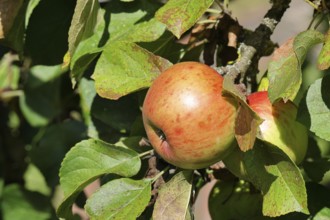 Apple (Malus domestica), red-yellow apple, ripe fruit on an apple tree, Wilnsdorf, North