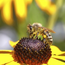 European honey bee (Apis mellifera), collecting nectar from a flower of the yellow coneflower