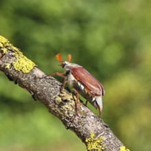 May beetle, wood cockchafer (Melolontha hippocastani), male, on a branch overgrown with lichen,