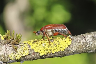 May beetle, wood cockchafer (Melolontha hippocastani), female, on a branch covered with lichen,