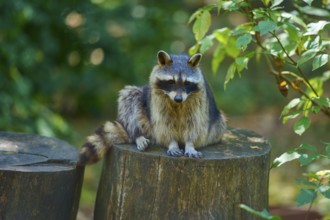 A raccoon resting on a tree trunk in the countryside, raccoon (Procyon lotor), autumn, Germany